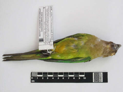 Image of Brown-throated Parakeet