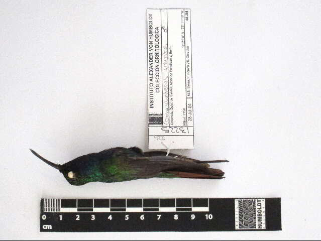 Image of Lazuline Sabrewing