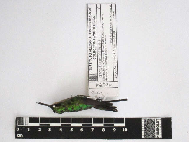 Chlorostilbon mellisugus (Linnaeus 1758) resmi