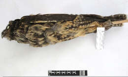 Image of Stygian Owl