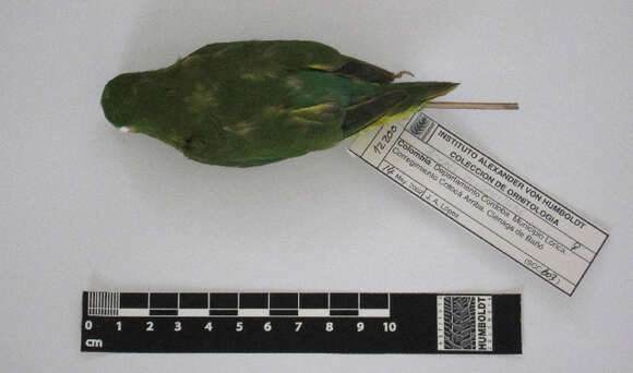 Image of Spectacled Parrotlet