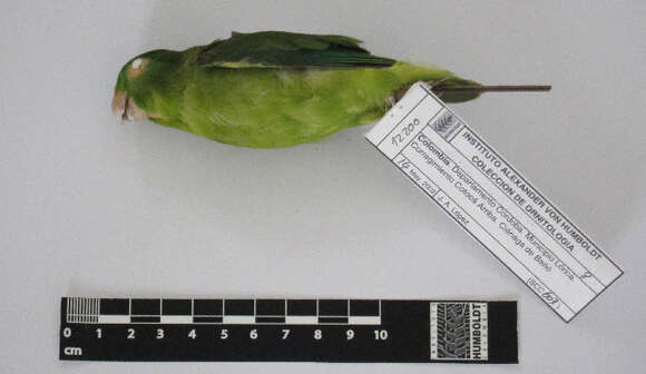 Image of Spectacled Parrotlet