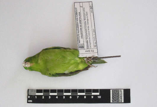 Image of Spectacled Parrotlet