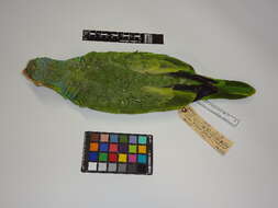 Image of Red-lored Parrot, Red-lored Amazon