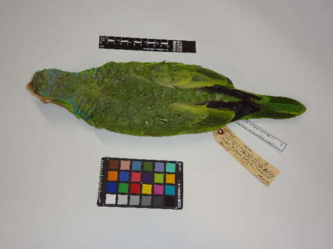 Image of Red-lored Parrot, Red-lored Amazon