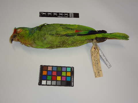 Image of Red-lored Parrot, Red-lored Amazon