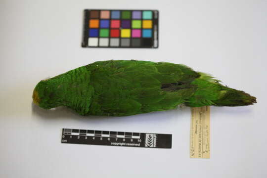 Image of Yellow-crowned Parrot, Yellow-crowned Amazon