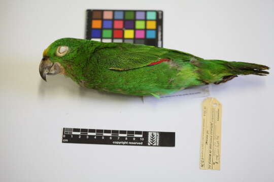 Image of Yellow-crowned Parrot, Yellow-crowned Amazon