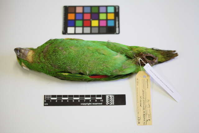 Image of Yellow-crowned Parrot, Yellow-crowned Amazon