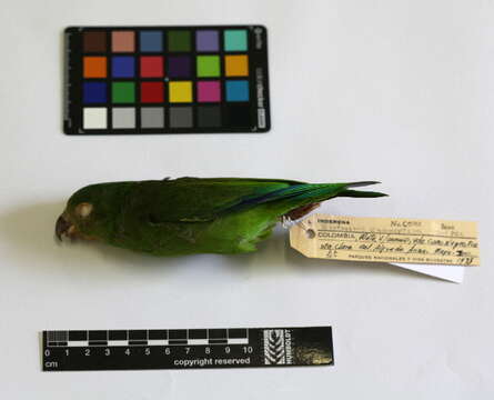 Image of Cobalt-winged Parakeet