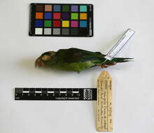 Image of Orange-chinned Parakeet