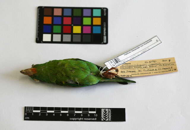 Image of Orange-chinned Parakeet