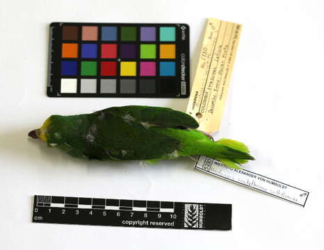 Image of Tui Parakeet