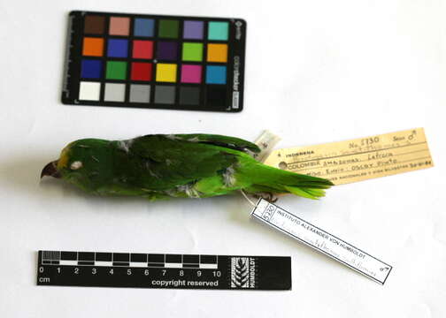 Image of Tui Parakeet