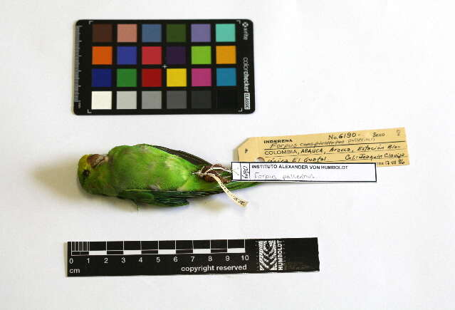 Image of Green-rumped Parrotlet