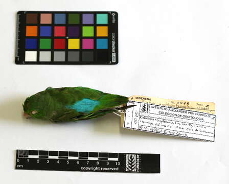 Image of Blue-winged Parrotlet