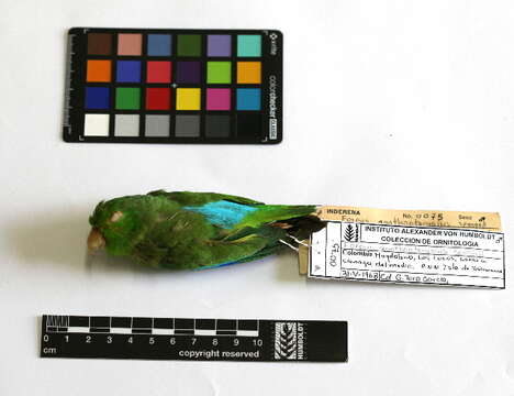 Image of Blue-winged Parrotlet