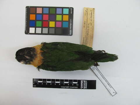 Image of Black-headed Parrot