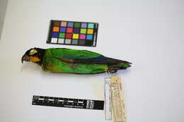 Image of Orange-cheeked Parrot