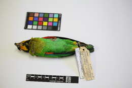 Image of Orange-cheeked Parrot
