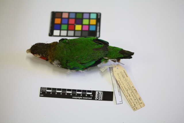 Image of Rose-faced Parrot