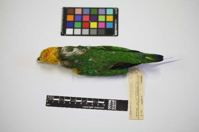 Image of Saffron-headed Parrot