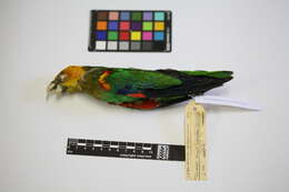 Image of Saffron-headed Parrot