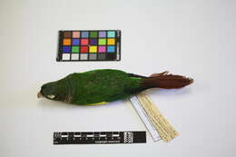 Image of Brown-breasted Parakeet