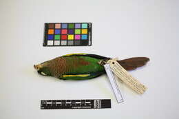 Image of Brown-breasted Parakeet