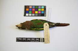 Image of Brown-breasted Parakeet