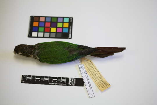 Image of Maroon-tailed Parakeet