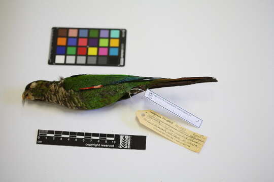 Image of Maroon-tailed Parakeet