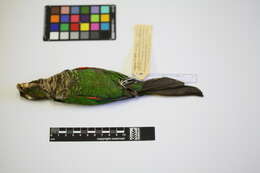 Image of Maroon-tailed Parakeet