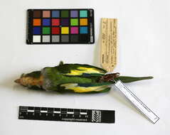 Image of Canary-winged Parakeet