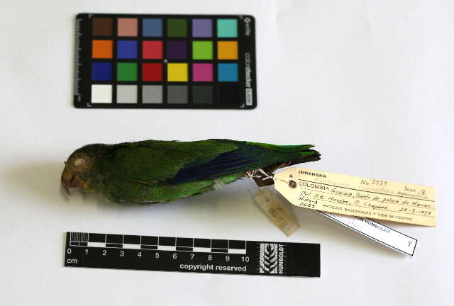 Image of Cobalt-winged Parakeet