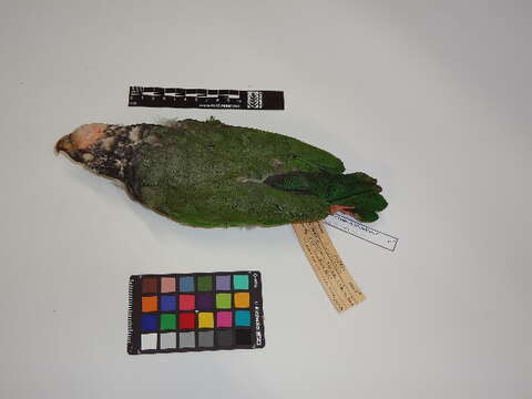 Image of Speckle-faced Parrot