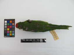 Image of Scarlet-fronted parakeet