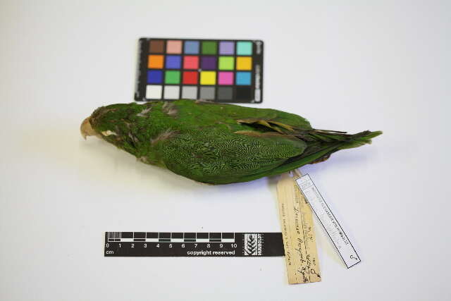 Image of White-eyed Parakeet