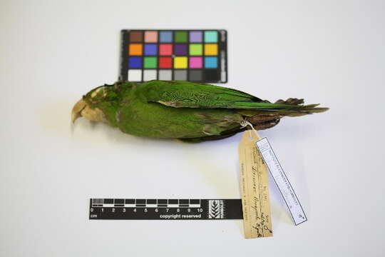 Image of White-eyed Parakeet