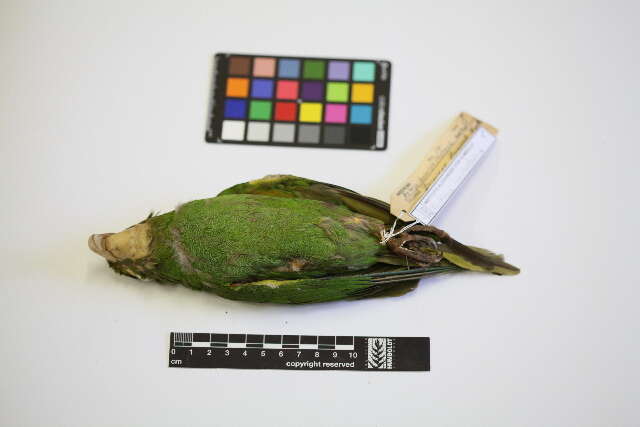 Image of White-eyed Parakeet