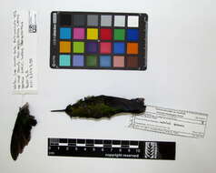 Image of Coppery-bellied Puffleg