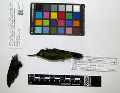 Image of Coppery-bellied Puffleg