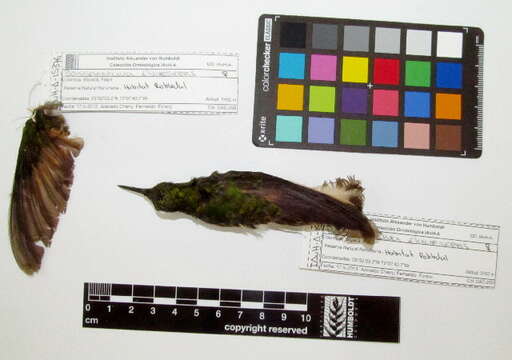 Image of Buff-tailed Coronet