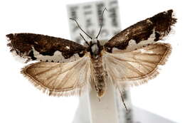 Image of Epinotia albicapitana Kearfott 1907