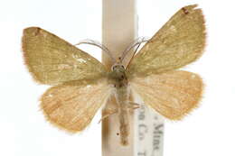 صورة Chloraspilates bicoloraria Packard 1876