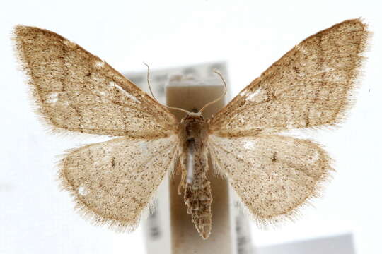 Image of Idaea productata Packard 1876