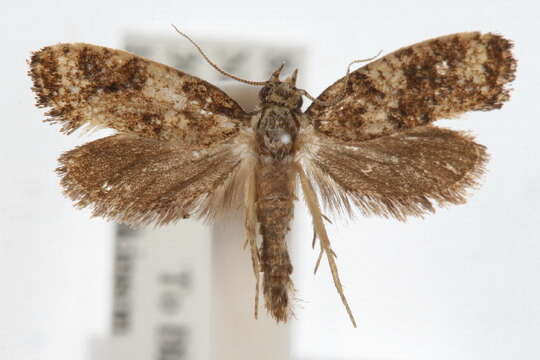 Image of Cresson's Grass-tubeworm Moth