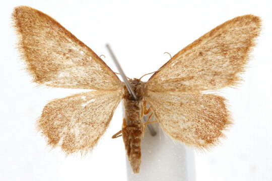 Image of Idaea eremiata Hulst 1887