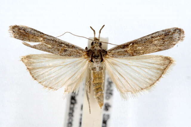 Image of Moth