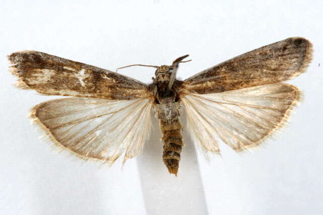 Image of Moth